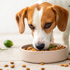 How Long Should You Give Dogs Puppy Food? Understanding the Transition Process