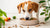 How Long Should You Give Dogs Puppy Food? Understanding the Transition Process