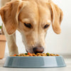 How Long Should You Give Your Dog Puppy Food?