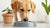 How Long Should You Give Your Dog Puppy Food?