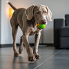 How Long Should You Leave Dog Food Out? Understanding Feeding Practices for Your Furry Friend