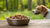 How Long Should You Leave Wet Dog Food Out? Essential Guidelines for Pet Owners