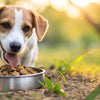 How Long Should Your Dog Be on Puppy Food? Understanding the Transition to Adult Dog Food