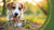 How Long Should Your Dog Be on Puppy Food? Understanding the Transition to Adult Dog Food