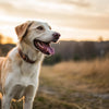 How Long Should Your Dog Eat Puppy Food? A Comprehensive Guide for Pet Owners