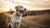 How Long Should Your Dog Eat Puppy Food? A Comprehensive Guide for Pet Owners