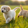 How Long Till Puppies Can Eat Dog Food: The Ultimate Guide