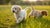 How Long Till Puppies Can Eat Dog Food: The Ultimate Guide