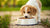 How Long to Feed My Dog Puppy Food: A Comprehensive Guide