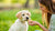 How Long to Give Dog Puppy Food: The Essential Guide for New Pet Owners