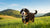 How Long to Keep a Bernese Mountain Dog on Puppy Food: A Guide for Pet Owners