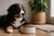 How Long to Keep Bernese Mountain Dog on Puppy Food