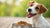How Long to Keep Your Dog on Puppy Food: Essential Insights for Pet Parents