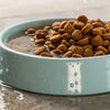 How Long to Soak Dog Kibble: Enhancing Your Pet's Feeding Experience