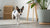 How Long to Soak Kibble for Puppies: A Comprehensive Guide for New Pet Owners