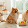 How Long to Soak Kibble to Soften: A Comprehensive Guide for Pet Owners