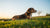 How Long to Wait After Exercise to Feed Your Dog: A Comprehensive Guide