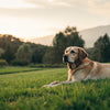 How Long to Wait to Feed Your Dog After Exercise: A Comprehensive Guide