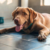 How Long to Wait to Give Dog Water After Exercise: Essential Tips for Pet Owners