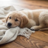 How Long Until Puppies Can Eat Dog Food? A Comprehensive Guide for New Puppy Parents