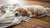 How Long Until Puppies Can Eat Dog Food? A Comprehensive Guide for New Puppy Parents