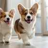 How Many Biscuits Can a Dog Eat a Day? Guiding You Towards Healthy Treating Habits