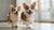 How Many Biscuits Can a Dog Eat a Day? Guiding You Towards Healthy Treating Habits