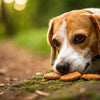 How Many Biscuits Should a Dog Eat for a Healthy Life?