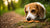 How Many Biscuits Should a Dog Eat? A Comprehensive Guide for Responsible Pet Owners