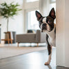 How Many Blueberries Can a Dog Eat? A Comprehensive Guide for Pet Owners