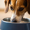 How Many Bowls of Water Should a Dog Drink Daily? Understanding Your Dog's Hydration Needs
