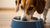 How Many Bowls of Water Should a Dog Drink Daily? Understanding Your Dog's Hydration Needs