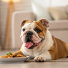 How Many Calories Are in a Bully Stick? A Comprehensive Guide for Pet Owners