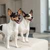 How Many Calories in a Cup of Kibble: A Comprehensive Guide for Pet Owners