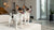 How Many Calories in a Cup of Kibble: A Comprehensive Guide for Pet Owners