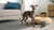 How Many Calories Should a 10 lb Dog Eat? A Comprehensive Guide