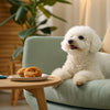 How Many Calories Should a 40 lb Dog Eat? A Thoughtful Guide to Feeding Your Furry Friend Right