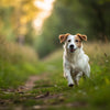 How Many Calories Should a 60 lb Dog Eat: A Comprehensive Guide for Pet Owners