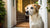 How Many Calories Should a 65 lb Dog Eat? A Comprehensive Guide for Pet Owners