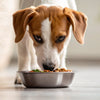 How Many Calories Should a 90 lb Dog Eat? A Comprehensive Guide for Dog Owners