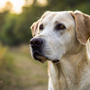 How Many Calories Should a 95 lb Dog Eat? Understanding Your Dog's Nutritional Needs