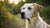 How Many Calories Should a 95 lb Dog Eat? Understanding Your Dog's Nutritional Needs