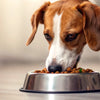 How Many Calories Should a Dog Eat to Lose Weight?