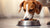 How Many Calories Should a Dog Eat to Lose Weight?