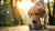 How Many Calories Should My Dog Eat to Gain Weight: A Comprehensive Guide for Pet Owners