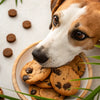 How Many Chocolate Chip Cookies Can a Dog Eat Safely?