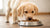 How Many Cups of Dog Food for a Puppy: A Complete Feeding Guide