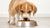 How Many Cups of Dog Food for Puppy? A Comprehensive Guide to Feeding Your Growing Pup