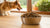 How Many Cups of Dog Food Per Day by Weight: A Complete Guide for Pet Owners
