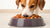 How Many Cups of Dog Food Should a Dog Eat? A Comprehensive Guide
